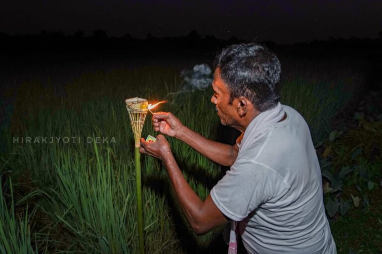 Kati Bihu 2025 farmer lighting mashal in paddy field at night in rural Assam to protect crops from pests.